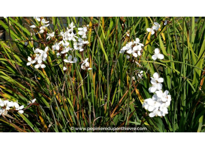 LIBERTIA formosa - Printemps