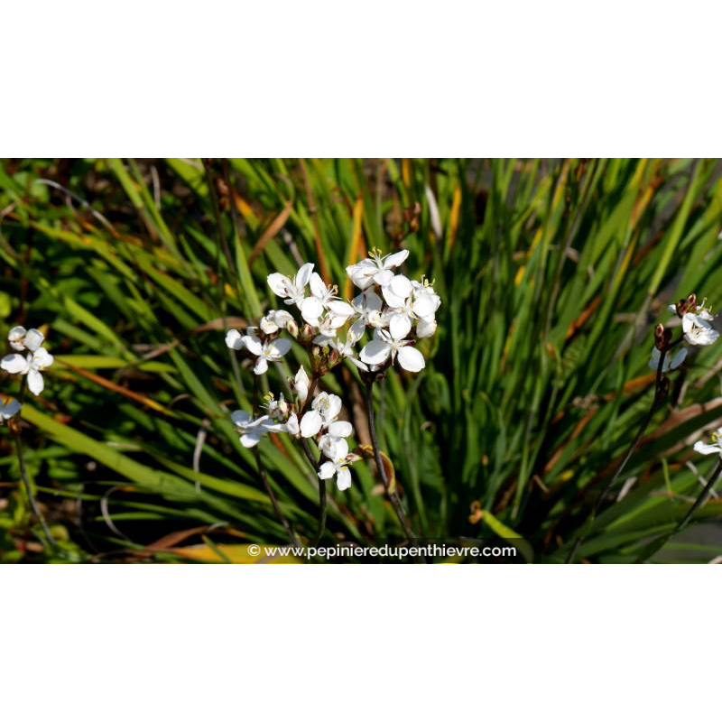 LIBERTIA formosa - Printemps