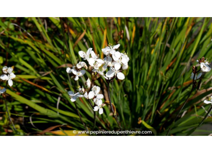 LIBERTIA formosa - Printemps