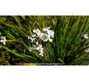 LIBERTIA formosa - Printemps