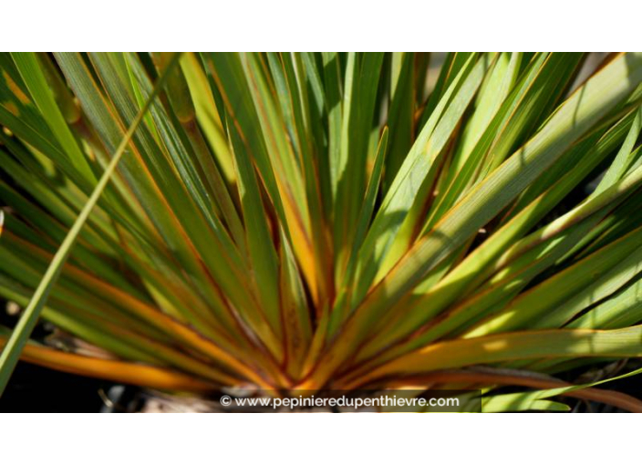 LIBERTIA ixioides - Printemps