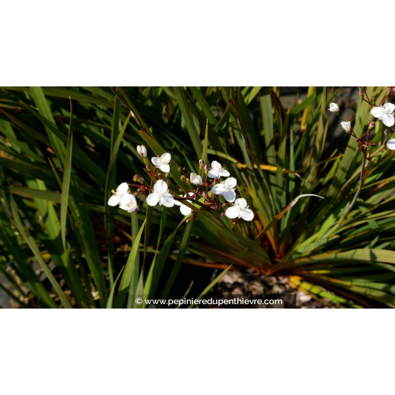 LIBERTIA ixioides - Printemps