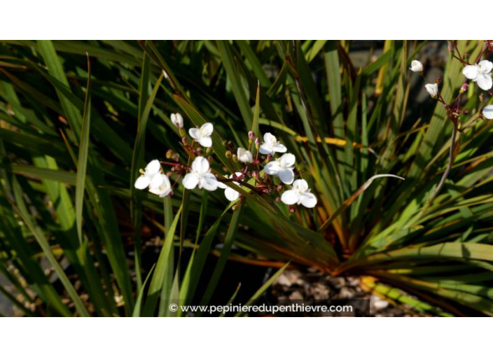 LIBERTIA ixioides - Printemps
