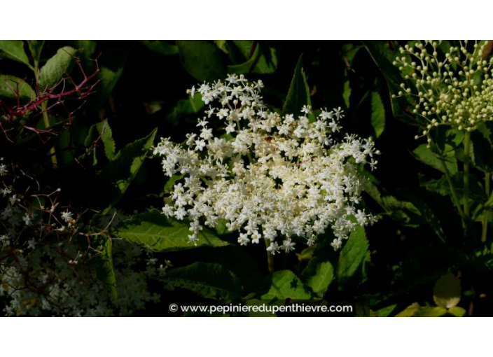SAMBUCUS nigra - Printemps SAMBUCUS nigra - Printemps