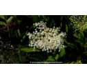 SAMBUCUS nigra - Printemps SAMBUCUS nigra - Printemps