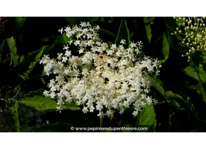 SAMBUCUS nigra - Printemps SAMBUCUS nigra - Printemps