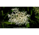 SAMBUCUS nigra - Printemps SAMBUCUS nigra - Printemps