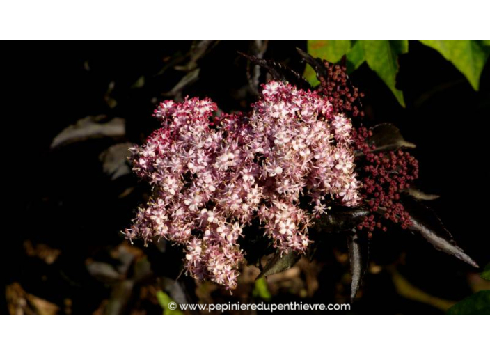 SAMBUCUS nigra 'Black Tower' - Printemps SAMBUCUS nigra 'Black Tower' - Printemps