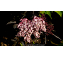 SAMBUCUS nigra 'Black Tower' - Printemps SAMBUCUS nigra 'Black Tower' - Printemps