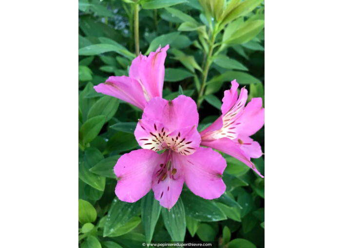 ALSTROEMERIA 'Summer Saint'