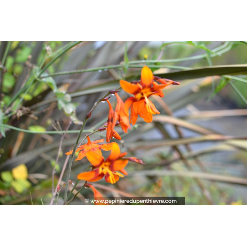 CROCOSMIA 'Emilie McKenzie'