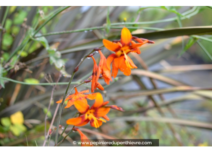 CROCOSMIA 'Emilie McKenzie'