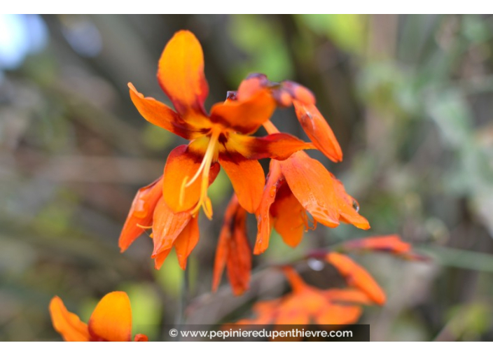 CROCOSMIA 'Emilie McKenzie'