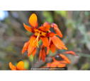 CROCOSMIA 'Emilie McKenzie'