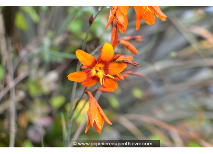 CROCOSMIA 'Emilie McKenzie'