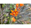 CROCOSMIA 'Emilie McKenzie'