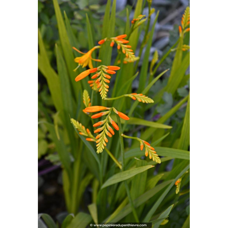 CROCOSMIA 'Georges Davidson'