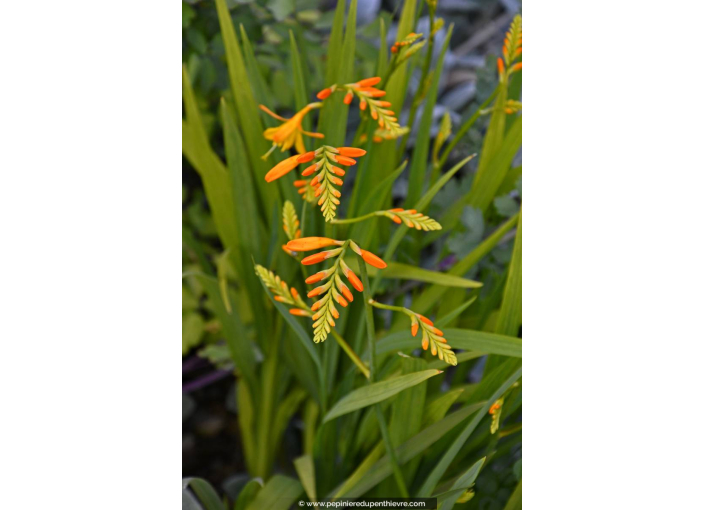 CROCOSMIA 'Georges Davidson'