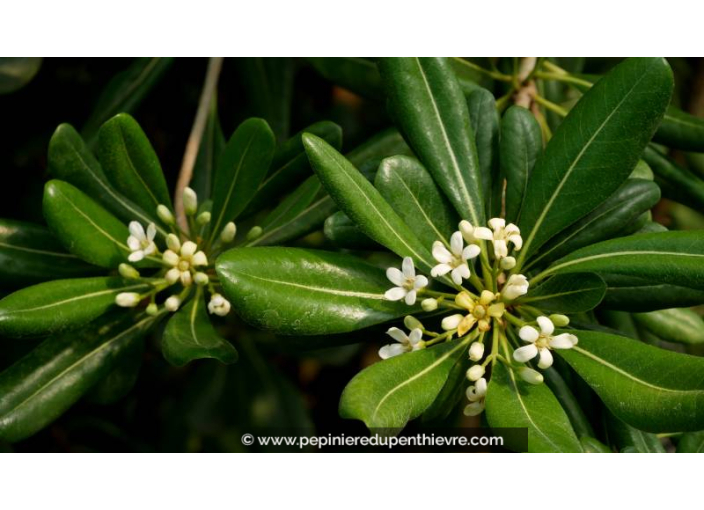 PITTOSPORUM tobira - Printemps PITTOSPORUM tobira - Printemps