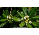 PITTOSPORUM tobira - Printemps PITTOSPORUM tobira - Printemps
