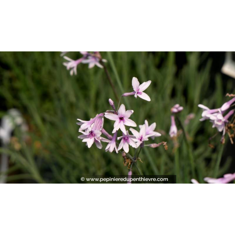 TULBAGHIA violacea 'Purple Eye' - Printemps