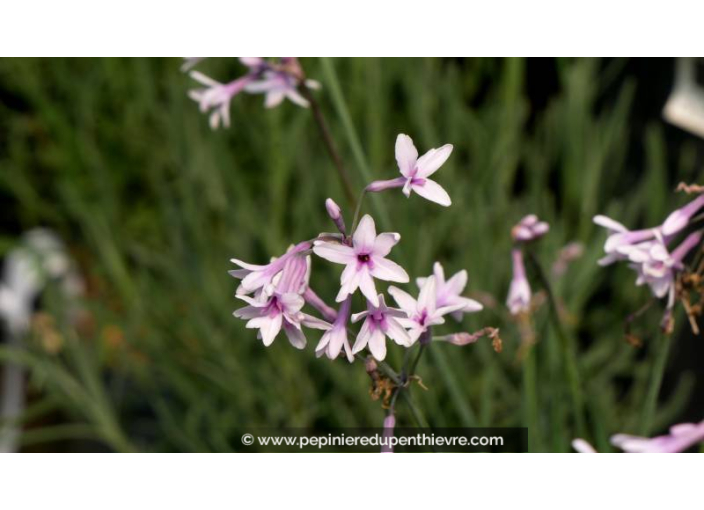 TULBAGHIA violacea 'Purple Eye' - Printemps