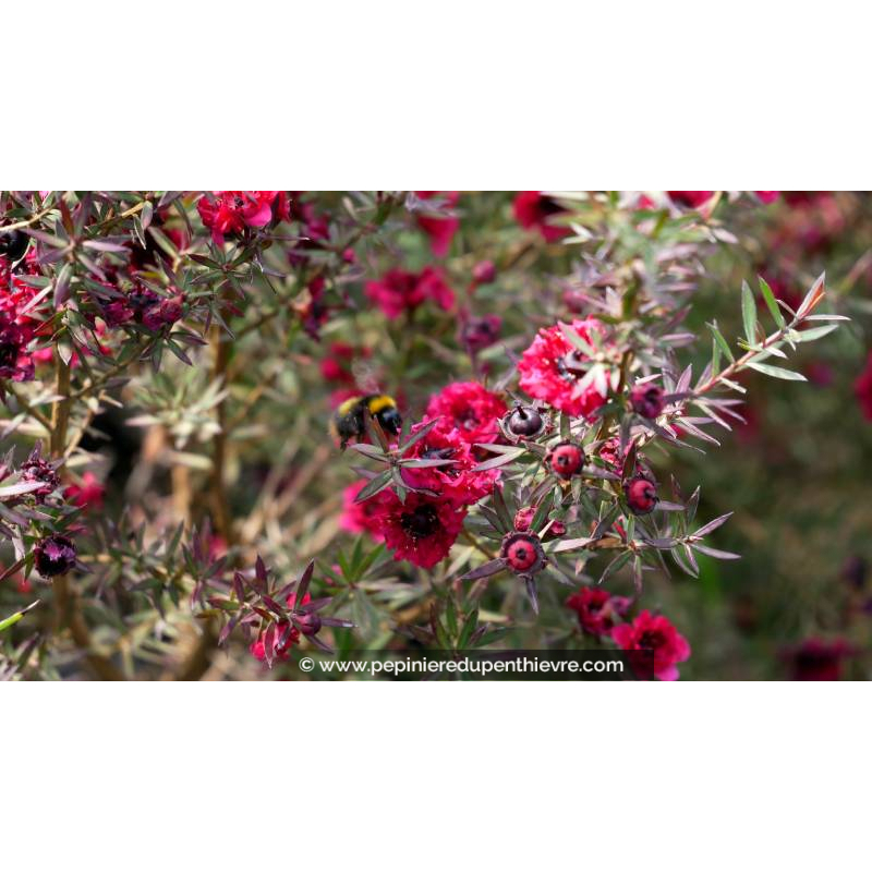 LEPTOSPERMUM scoparium 'Crimson Glory' - Printemps