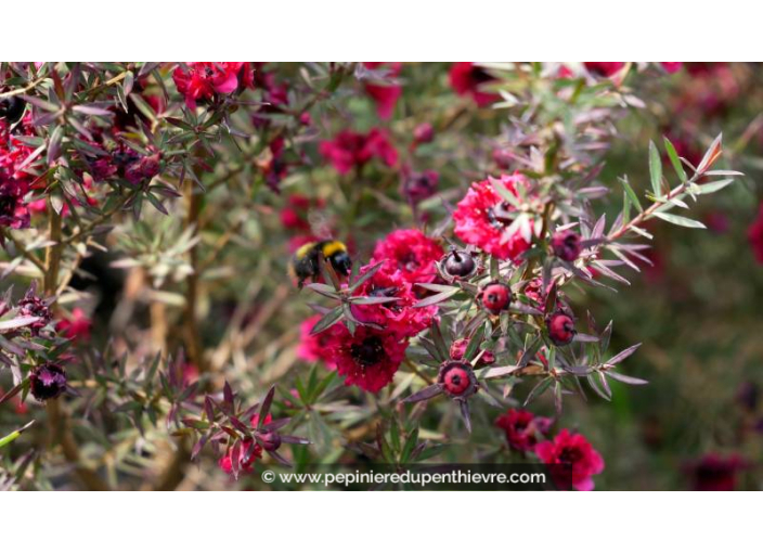 LEPTOSPERMUM scoparium 'Crimson Glory' - Printemps
