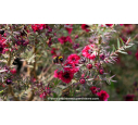 LEPTOSPERMUM scoparium 'Crimson Glory' - Printemps