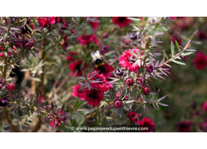LEPTOSPERMUM scoparium 'Crimson Glory' - Printemps