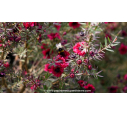 LEPTOSPERMUM scoparium 'Crimson Glory' - Printemps