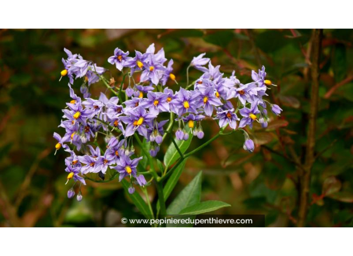 SOLANUM crispum 'Glasnevin' - Printemps