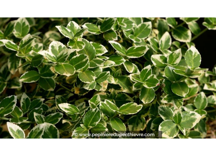 EUONYMUS fortunei 'Emerald Gaiety' - Printemps