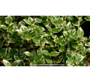 EUONYMUS fortunei 'Emerald Gaiety' - Printemps