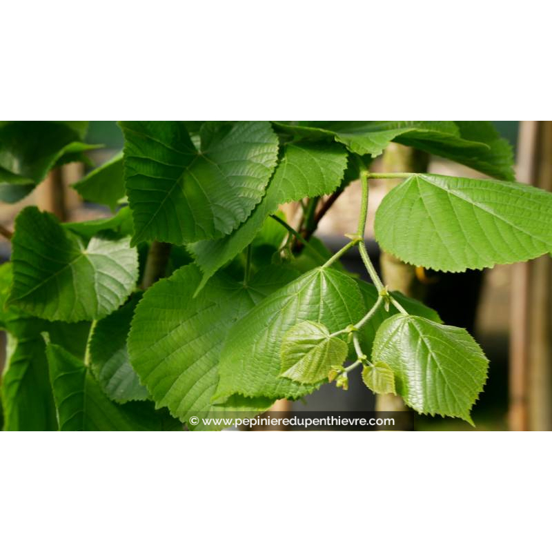 TILIA platyphyllos