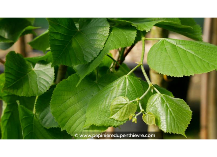 TILIA platyphyllos