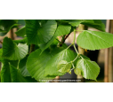 TILIA platyphyllos