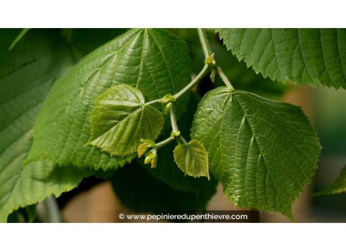 TILIA platyphyllos - Printemps