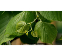 TILIA platyphyllos - Printemps