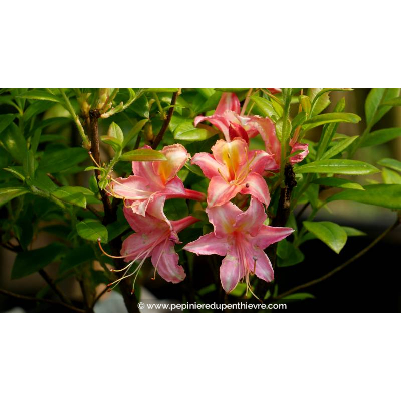AZALEA mollis 'Bouquet de Flore' - Printemps