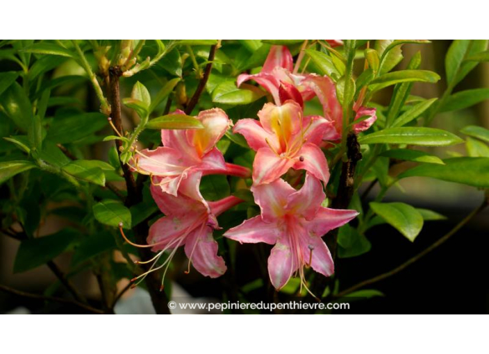 AZALEA mollis 'Bouquet de Flore' - Printemps