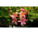 AZALEA mollis 'Bouquet de Flore' - Printemps