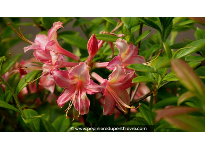 AZALEA mollis 'Bouquet de Flore' - Printemps