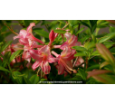 AZALEA mollis 'Bouquet de Flore' - Printemps