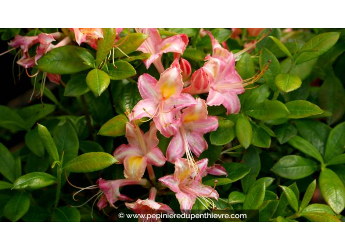 AZALEA mollis 'Bouquet de Flore' - Printemps