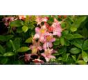 AZALEA mollis 'Bouquet de Flore' - Printemps