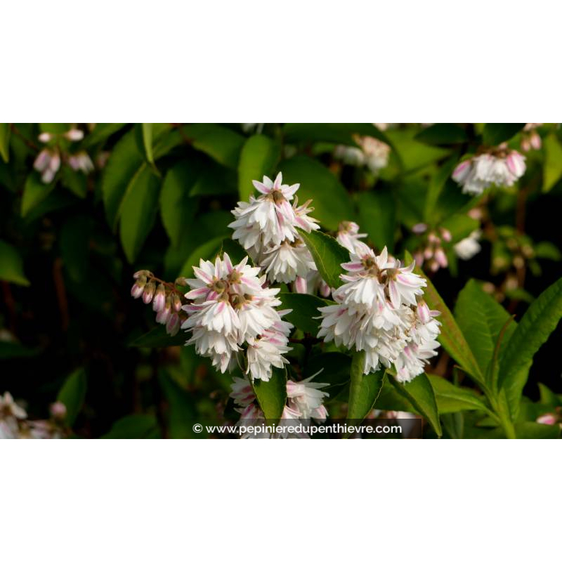 DEUTZIA magnifica - Printemps