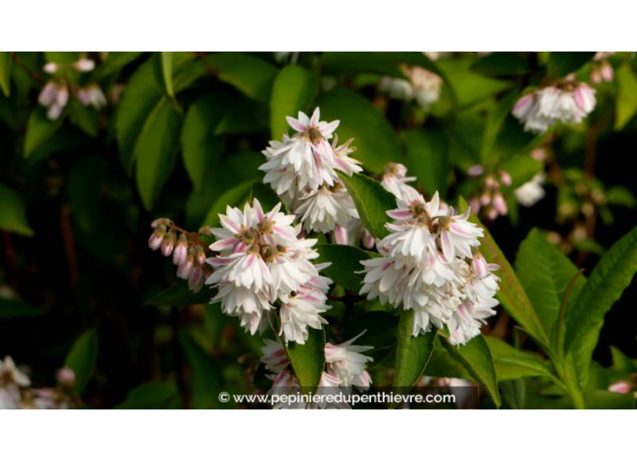 DEUTZIA magnifica - Printemps