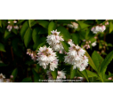 DEUTZIA magnifica - Printemps DEUTZIA magnifica - Printemps