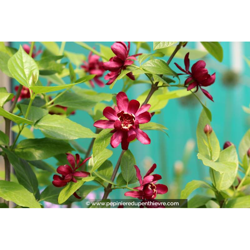 CALYCANTHUS 'Hartlage Wine' - Printemps